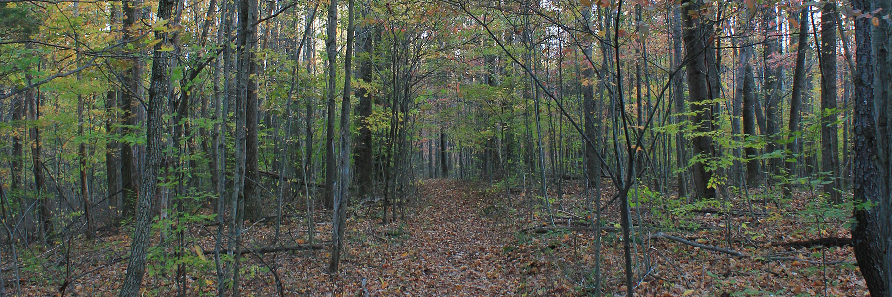 A wooded area in the fall.